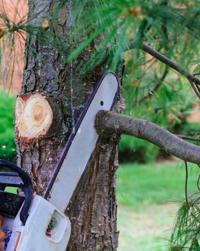 Professional is cutting trees using a chainsaw Cutting trees with saw